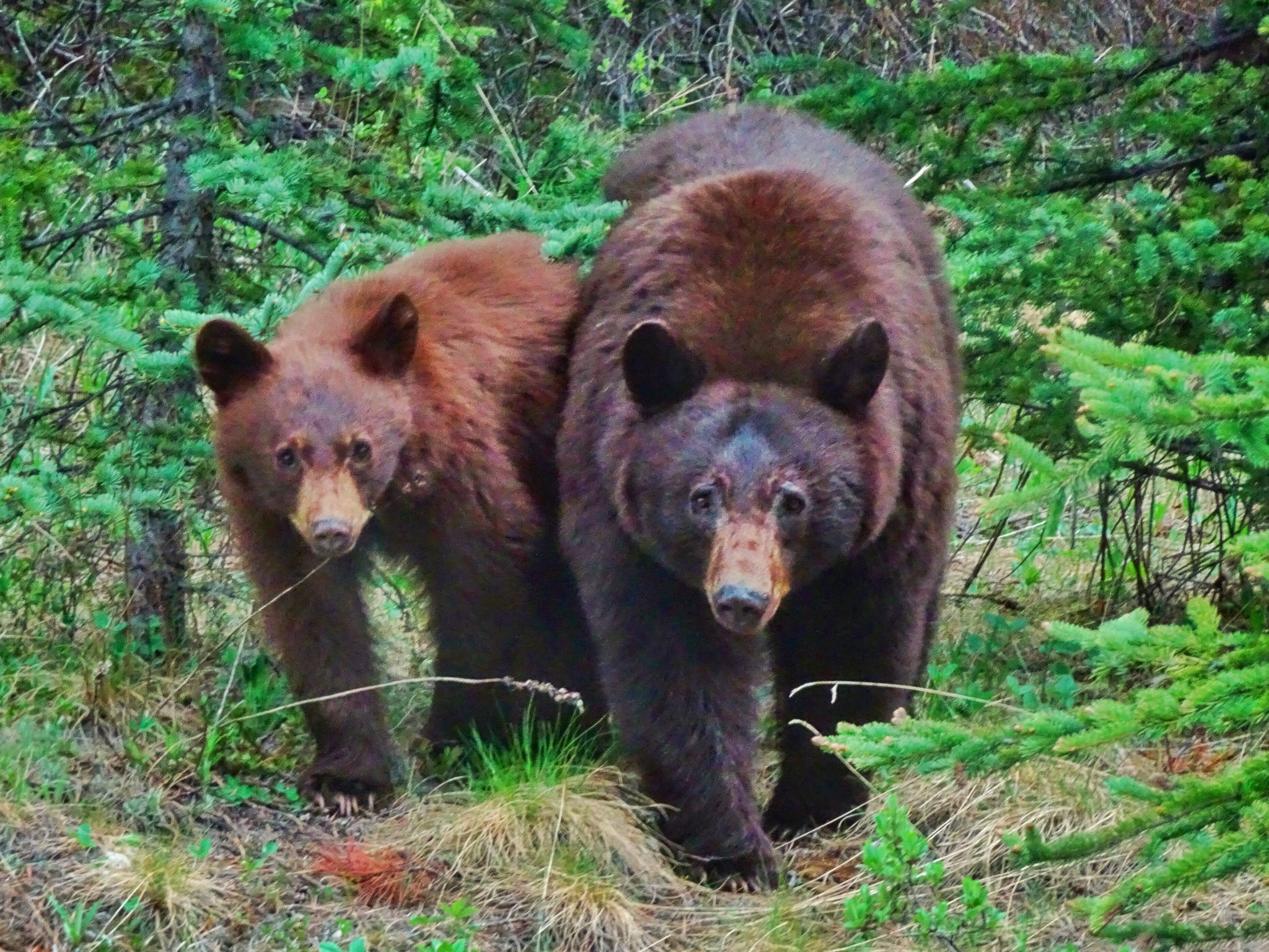 Grizzly Bear Family in Jasper