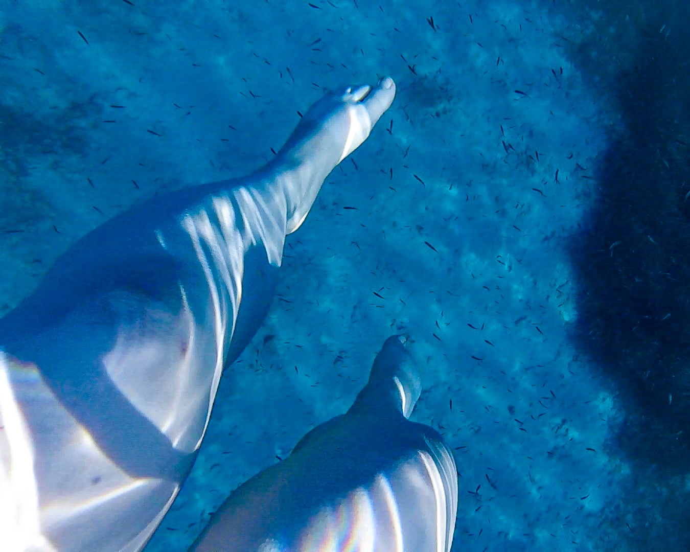 Fishes in the water
