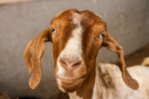 A safe and socially distanced family day out to Windmill Farm