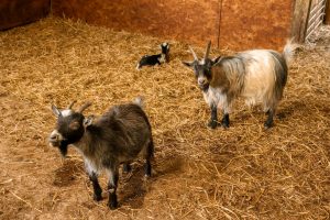 A safe and socially distanced family day out to Windmill Farm