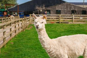 Windmill Animal Farm